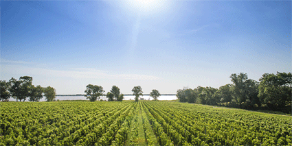 Chateau Lynch Bages Weinberge